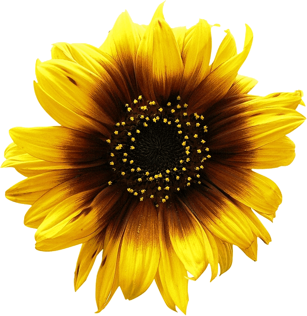 Sunflowers Png Picture - Sun Flower Vector - Free Transparent PNG Clipart Images Download. - Transparent PNG Free Download | PNGio