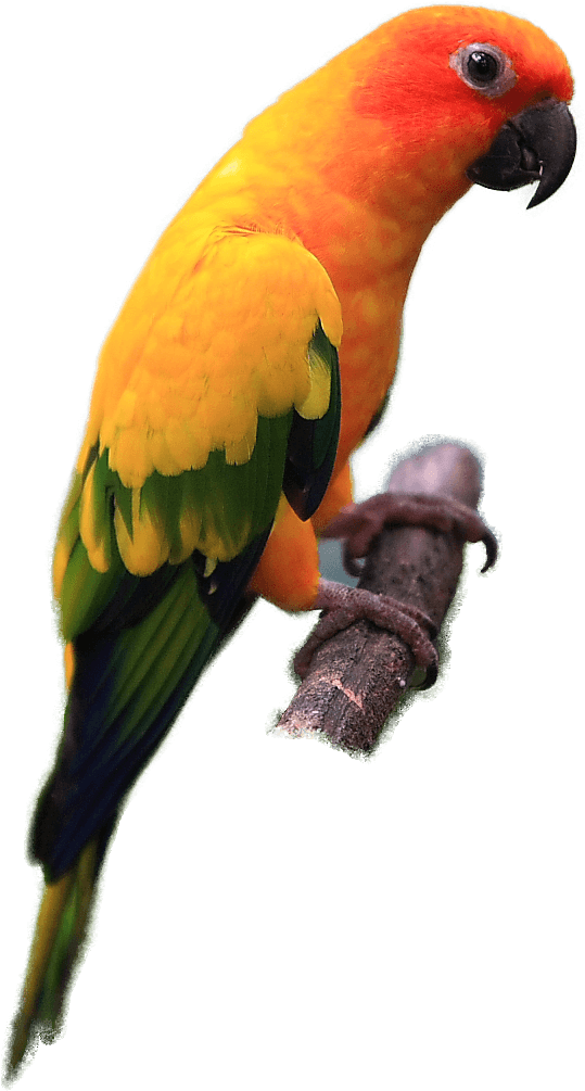 Sun Conure - Sun Conure Png - Free Transparent PNG Clipart Images Download. - Transparent PNG Free Download | PNGio