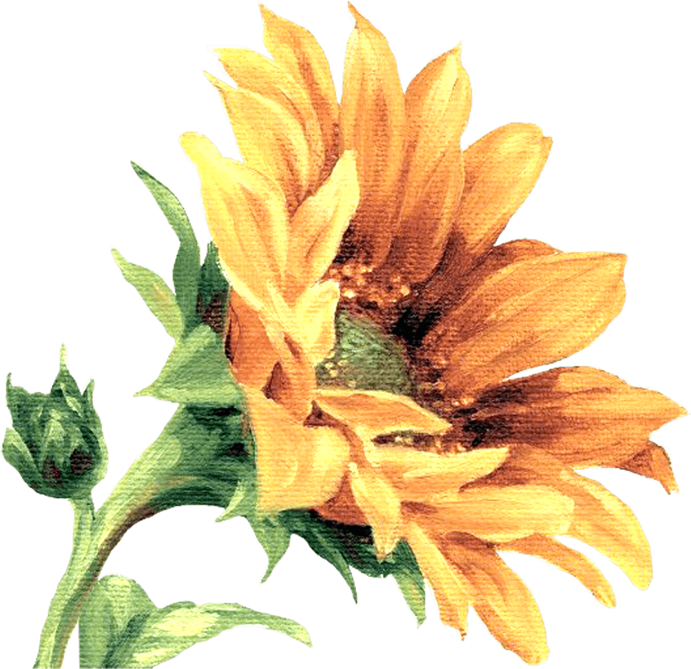 Çiçekler Png Clipart Lisa Audit - Magic Slice Under The Sun Cutting Board - Free Transparent PNG Clipart Images Download. - Transparent PNG Free Download | PNGio