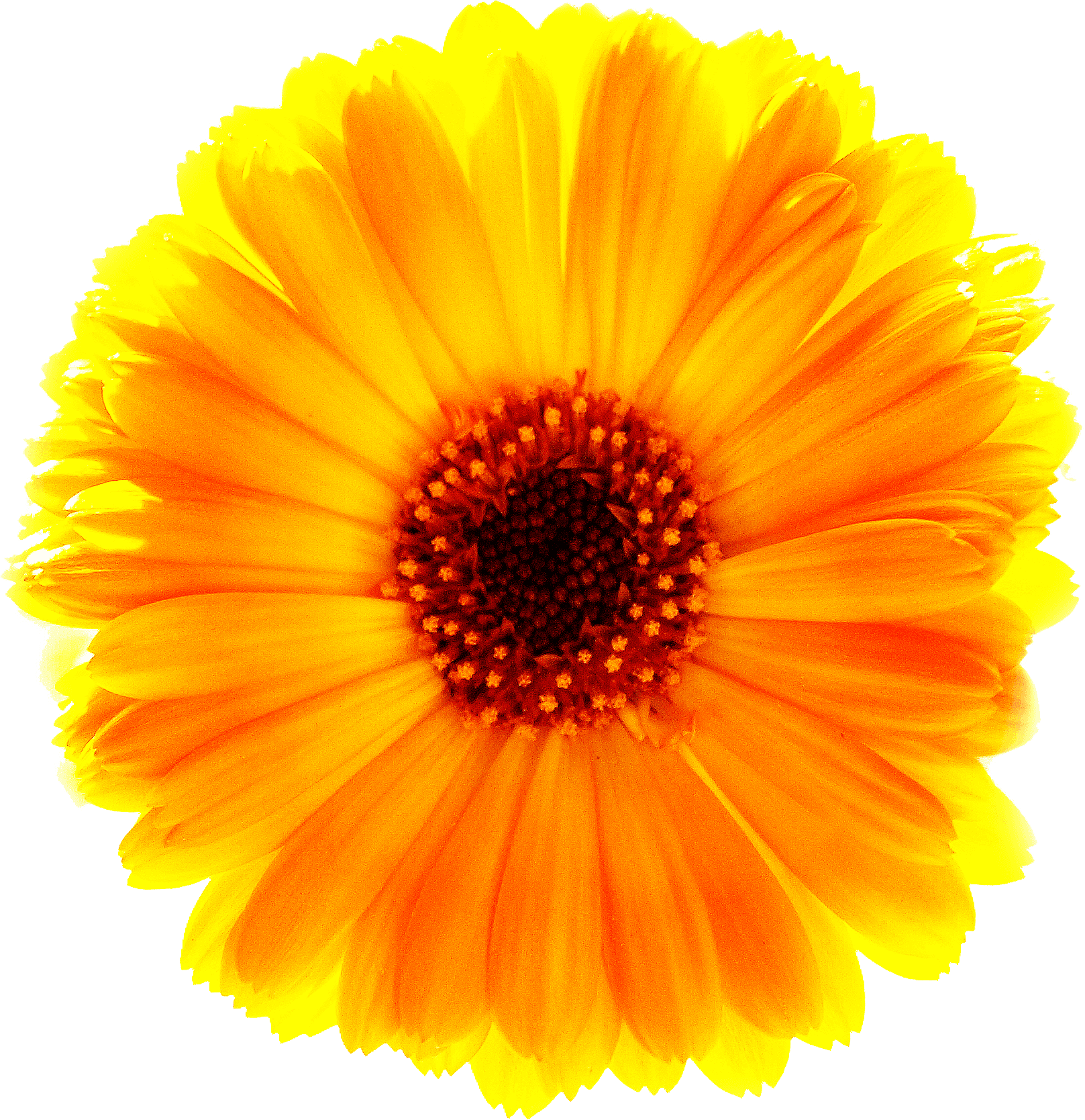 Verusanimus Orange Marigold Flower Png - Sun Flower - Free Transparent PNG Clipart Images Download. - Transparent PNG Free Download | PNGio