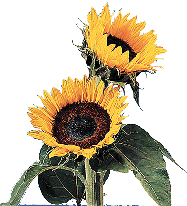 Sun Flower Gif Transparent - Free Transparent PNG Clipart Images Download. - Transparent PNG Free Download | PNGio