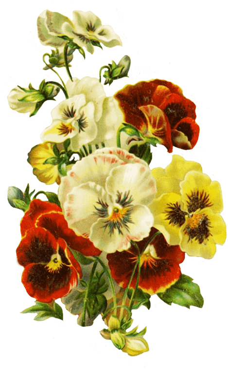 Bouquet Of Pansies - Wedding Invitation - Free Transparent PNG Clipart Images Download. - Transparent PNG Free Download | PNGio