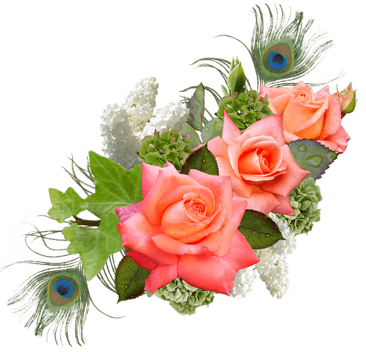 Rose, Rose Flower, Hydrangeas, Lilac, Peacock - Wedding Wishes - Free Transparent PNG Clipart Images Download. - Transparent PNG Free Download | PNGio