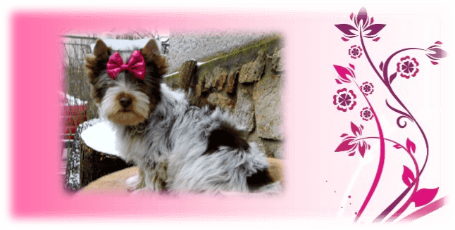 Pinky2 - Wedding Planner : Journal And Guide - Free Transparent PNG Clipart Images Download. - Transparent PNG Free Download | PNGio