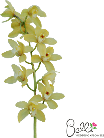 Gorgeous Fresh Yellow Cymbidium Orchids Are A Timeless - Wedding - Free Transparent PNG Clipart Images Download. - Transparent PNG Free Download | PNGio