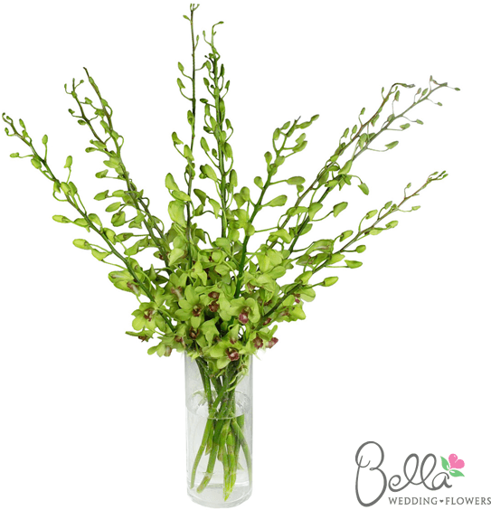 Gorgeous Green Dendrobium Orchids Are Exotic And Beautiful - Wedding - Free Transparent PNG Clipart Images Download. - Transparent PNG Free Download | PNGio