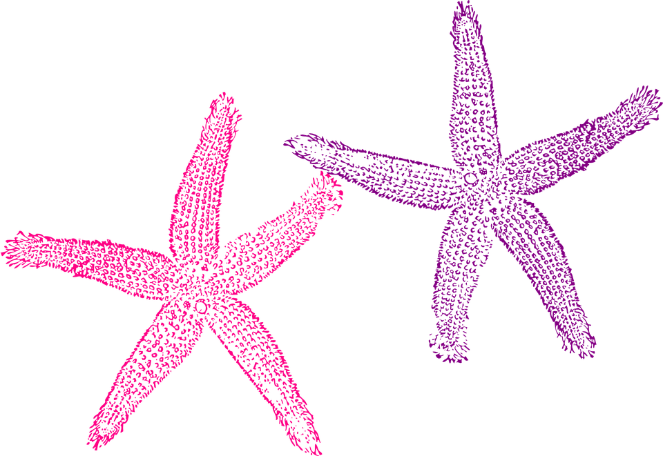 Purple Star Cliparts 26, Buy Clip Art - Beach Wedding Welcome Bag - Free Transparent PNG Clipart Images Download. - Transparent PNG Free Download | PNGio