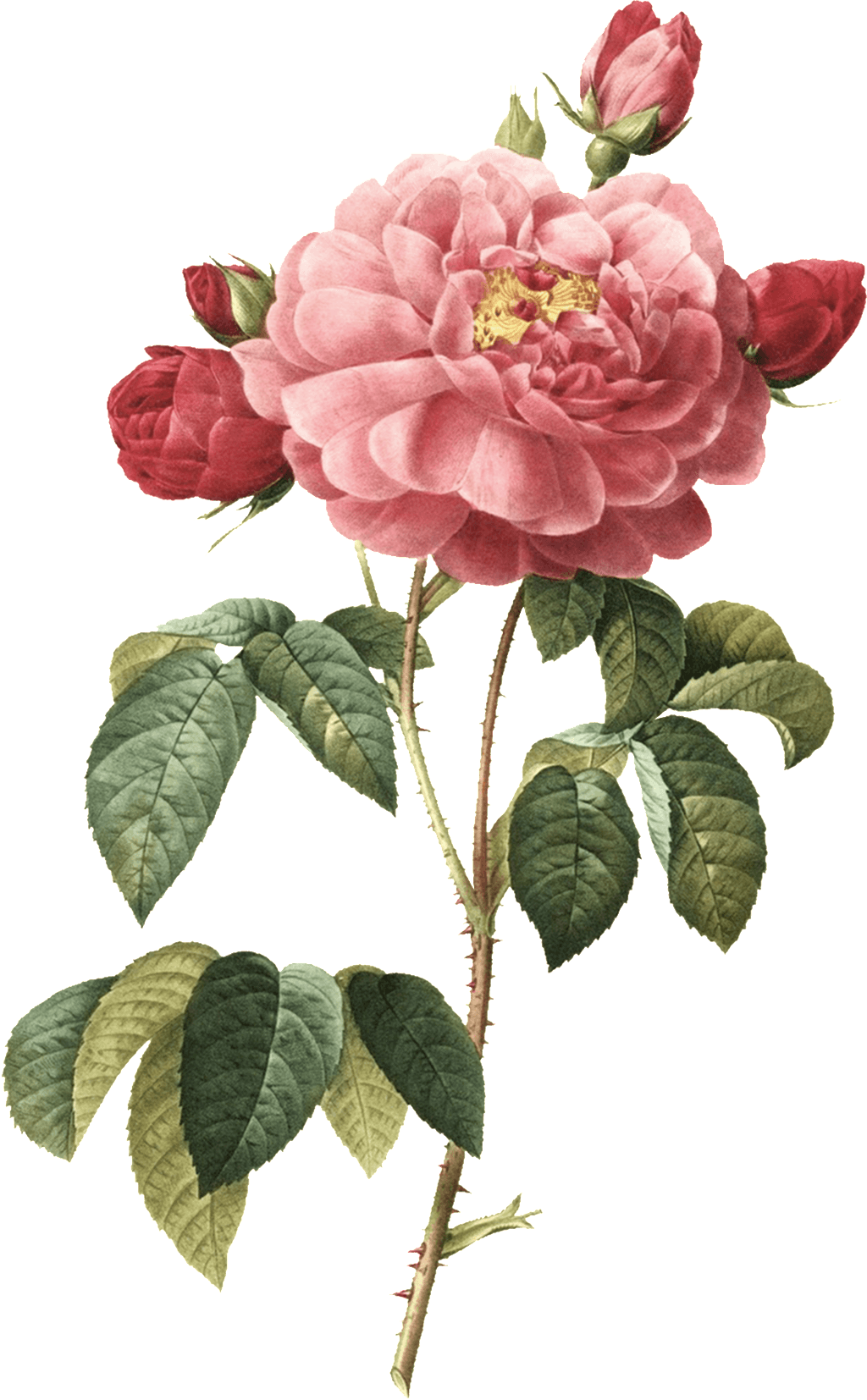 Hand-painted Watercolor Peony Transparent Illustrations - Things To Write On The Wedding Wishes - Free Transparent PNG Clipart Images Download. - Transparent PNG Free Download | PNGio