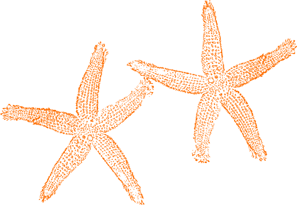 Starfish Clipart Orange Starfish - Beach Wedding Welcome Bag - Free Transparent PNG Clipart Images Download. - Transparent PNG Free Download | PNGio