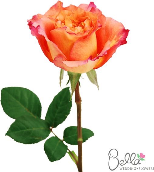 Free Spirit Roses Are A Gorgeous Variety Of Orange - Wedding - Free Transparent PNG Clipart Images Download. - Transparent PNG Free Download | PNGio