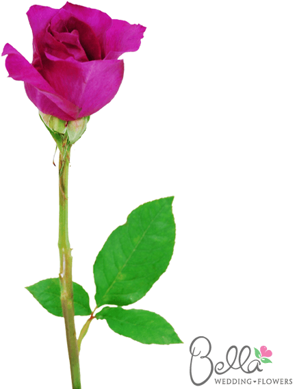 Mammy Blue Are A Gorgeous Variety Of Fushia Rose And - Wedding - Free Transparent PNG Clipart Images Download. - Transparent PNG Free Download | PNGio