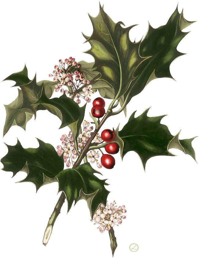 Веточка Остролиста - Christmas Vintage Wedding Invitations - Free Transparent PNG Clipart Images Download. - Transparent PNG Free Download | PNGio