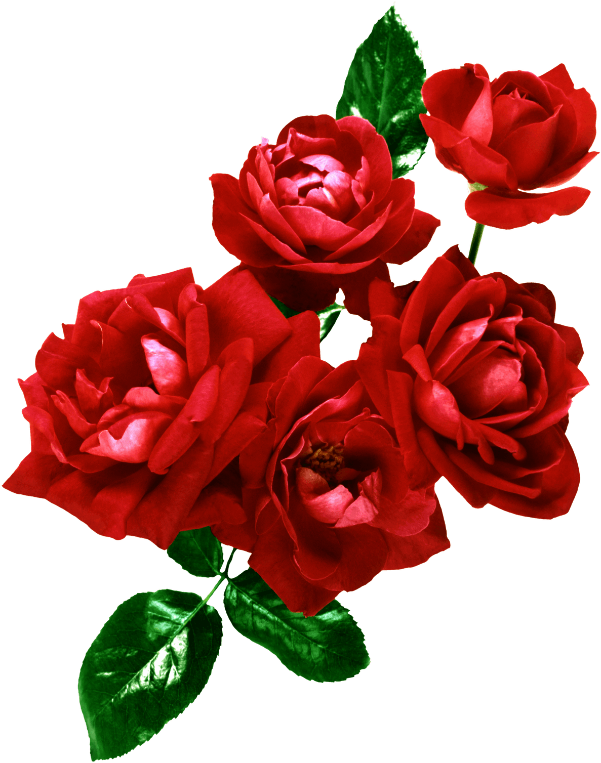 Flores Png, Ramos, Etc, Renders - Wedding Frame Psd - Free Transparent PNG Clipart Images Download. - Transparent PNG Free Download | PNGio