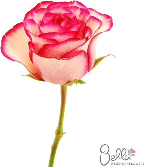 Carousel Roses Are A Gorgeous Variety Of Pink Rose - Wedding - Free Transparent PNG Clipart Images Download. - Transparent PNG Free Download | PNGio