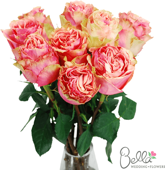 Pink Finesse Garden Roses Are One Of The Newest Hot - Wedding - Free Transparent PNG Clipart Images Download. - Transparent PNG Free Download | PNGio