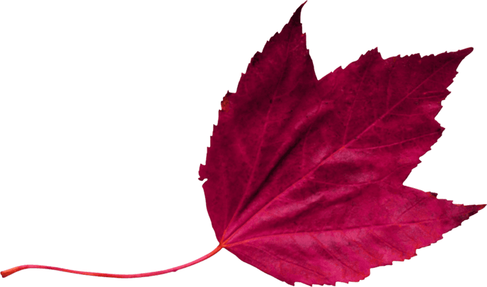 Red Leaf 2 - Wedding - Free Transparent PNG Clipart Images Download. - Transparent PNG Free Download | PNGio