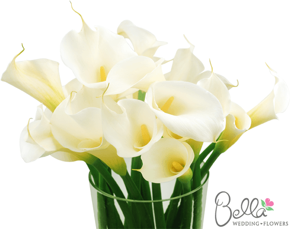 Classic Large White Calla Lily Flowers Are Simply Stunning - Wedding - Free Transparent PNG Clipart Images Download. - Transparent PNG Free Download | PNGio