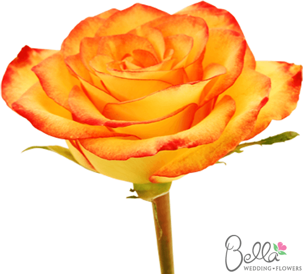 Voodoo Are A Gorgeous Variety Of Orange Rose And One - Wedding - Free Transparent PNG Clipart Images Download. - Transparent PNG Free Download | PNGio