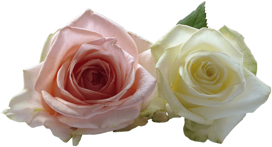White Rose Png 10, Buy Clip Art - Wedding - Free Transparent PNG Clipart Images Download. - Transparent PNG Free Download | PNGio