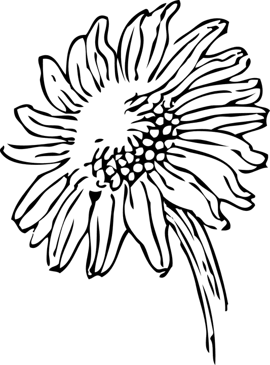 Elegant Wedding Cliparts 28, Buy Clip Art - Sunflowers Clip Art Black And White - Free Transparent PNG Clipart Images Download. - Transparent PNG Free Download | PNGio