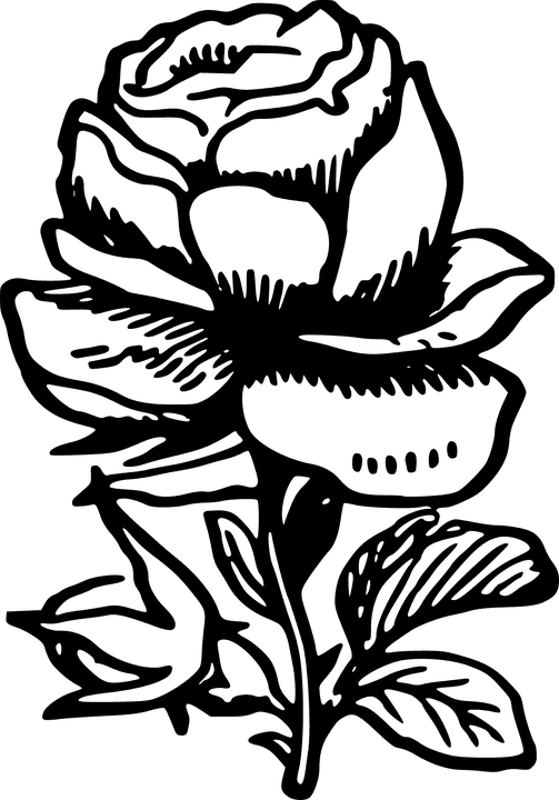 Wedding Flourish Cliparts 20, Buy Clip Art - Gambar Bunga Mawar Hitam Putih - Free Transparent PNG Clipart Images Download. - Transparent PNG Free Download | PNGio