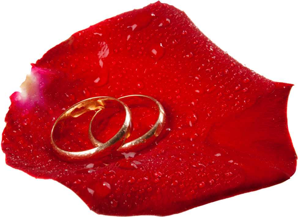 Wedding Rings In Rose Petal Png Clip Art - Clip Art - Free Transparent PNG Clipart Images Download. - Transparent PNG Free Download | PNGio