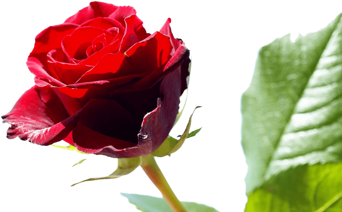 Rose Wikipedia,free Shipping Vestidos De Novia Real - Happy Rose Day To Friends - Free Transparent PNG Clipart Images Download. - Transparent PNG Free Download | PNGio