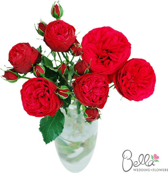 Piano Garden Roses Are One Of The Newest Hot Items - Roses Lovers - Free Transparent PNG Clipart Images Download. - Transparent PNG Free Download | PNGio