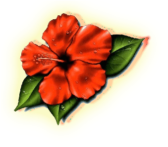 Hibiscus Flower Tattoos- High Quality Photos And Flash - Hibiscus Flower Tattoo - Free Transparent PNG Clipart Images Download. - Transparent PNG Free Download | PNGio