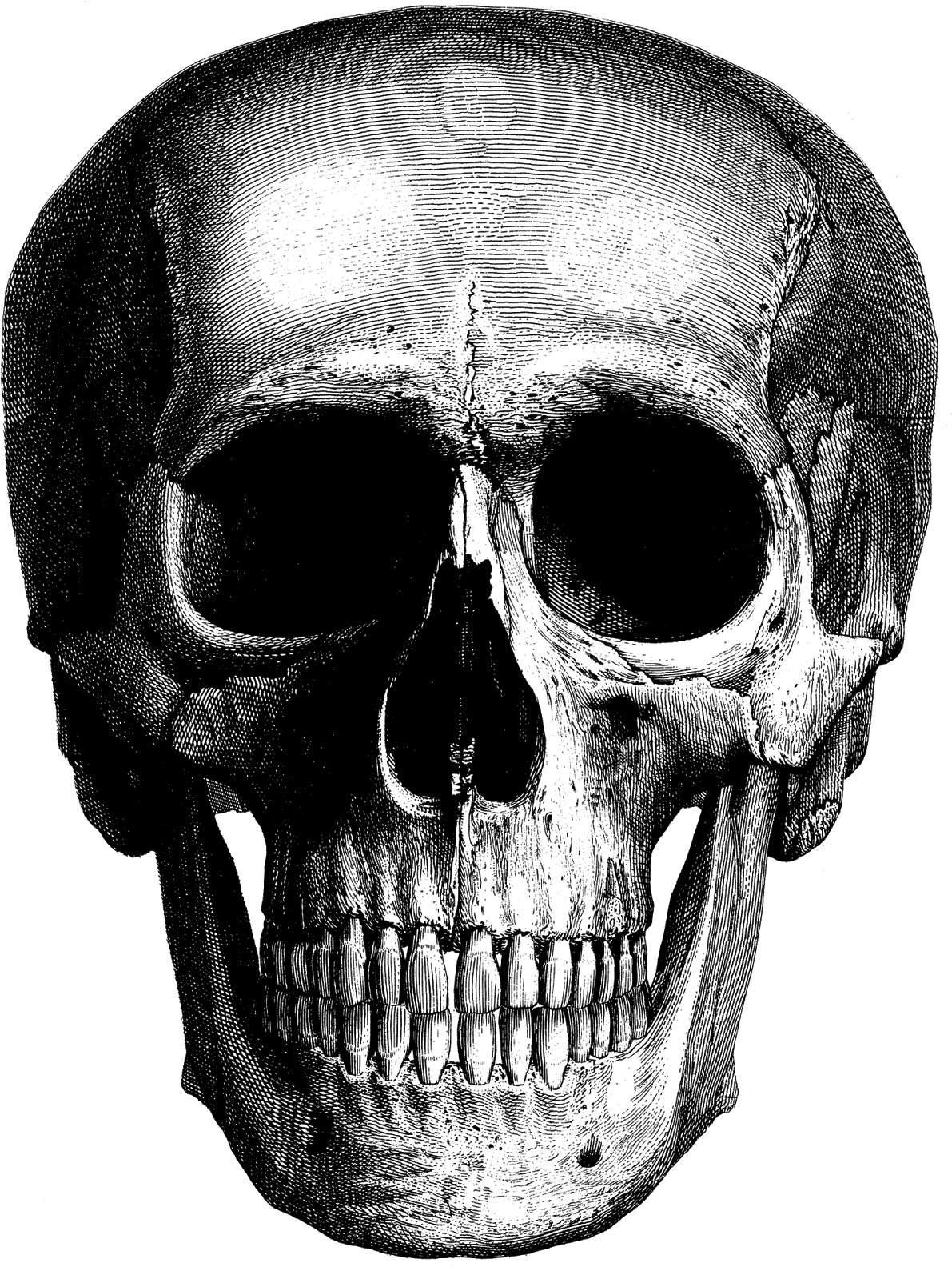 Pin By Crafty Annabelle On Halloween Clipart - Laurel Wreath Tattoo Skull - Free Transparent PNG Clipart Images Download. - Transparent PNG Free Download | PNGio