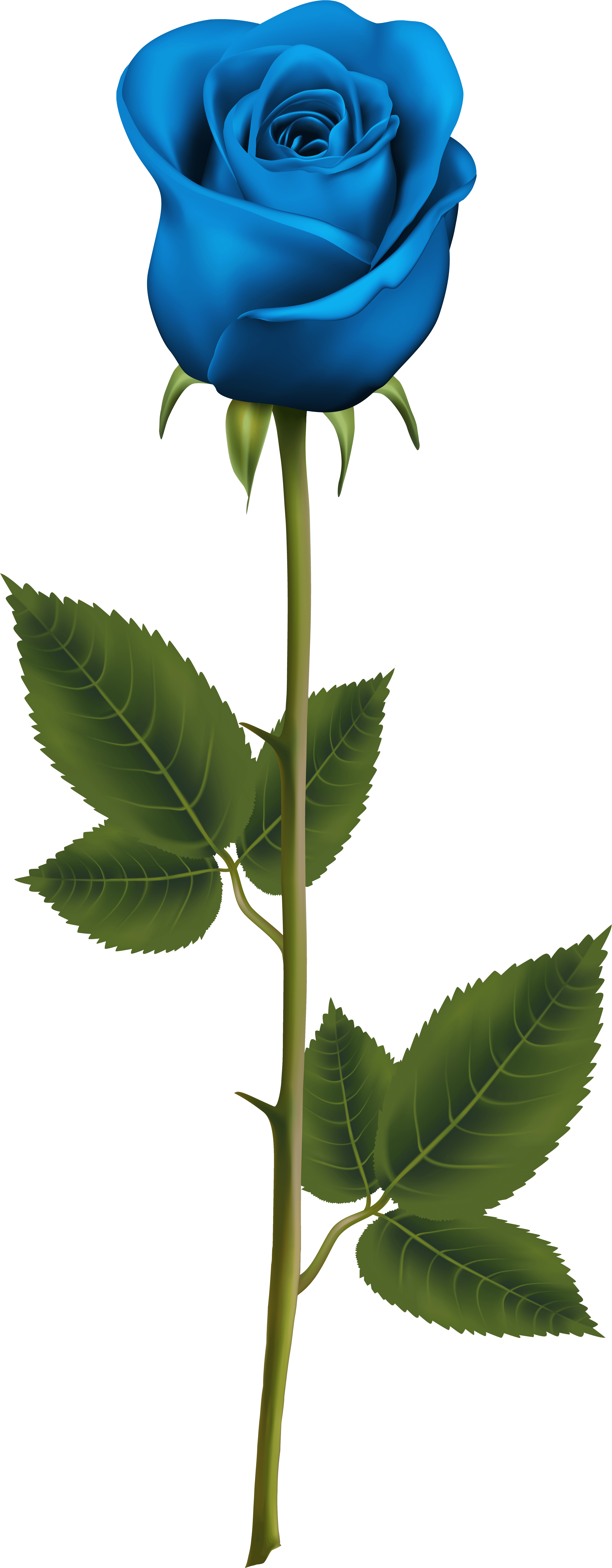 Blue Rose With Stem Png Transparent Clip Art Image - Blue Rose With Stem Tattoo - Free Transparent PNG Clipart Images Download. - Transparent PNG Free Download | PNGio