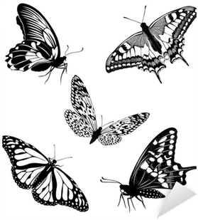 Set Black White Butterflies Of A Tattoo Sticker • Pixers® - Sommerfugle Tegninger Tattoo - Free Transparent PNG Clipart Images Download. - Transparent PNG Free Download | PNGio
