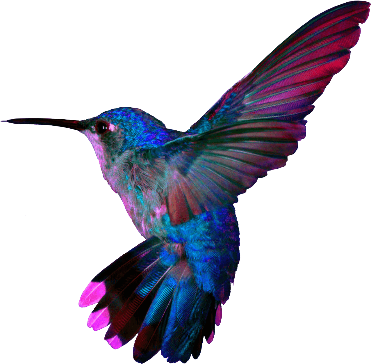 Hummingbird4 - Hummingbird Tattoo - Free Transparent PNG Clipart Images Download. - Transparent PNG Free Download | PNGio