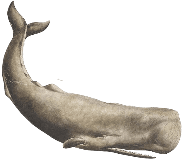 Sperm Whale Tattoo - Free Transparent PNG Clipart Images Download. - Transparent PNG Free Download | PNGio