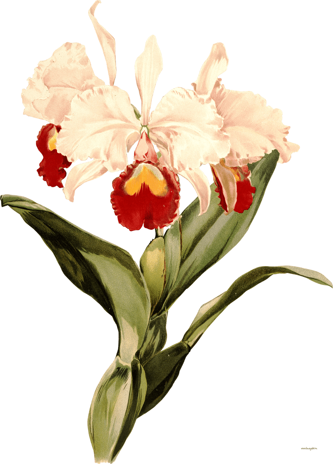 Natali На - Cattleya Orquidea Tattoo Hombre - Free Transparent PNG Clipart Images Download. - Transparent PNG Free Download | PNGio