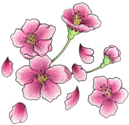 Best 25 Dragon Koi Fish Ideas On Pinterest - Cherry Blossom Tattoo Design - Free Transparent PNG Clipart Images Download. - Transparent PNG Free Download | PNGio