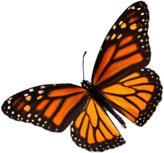 Life Cycle Stages - Monarch Butterfly Tattoo Black And White - Free Transparent PNG Clipart Images Download. - Transparent PNG Free Download | PNGio