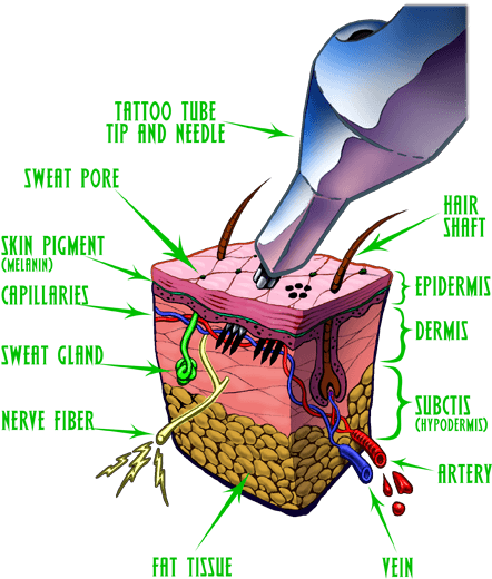 Construction Of Skin Козметика За Избрани - Second Skin Tattoo Cover - Free Transparent PNG Clipart Images Download. - Transparent PNG Free Download | PNGio
