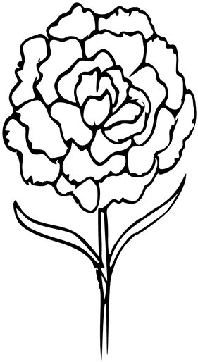 Outline Of A Tree Drawing 17, Buy Clip Art - Tattoo Small Carnation Black And White - Free Transparent PNG Clipart Images Download. - Transparent PNG Free Download | PNGio