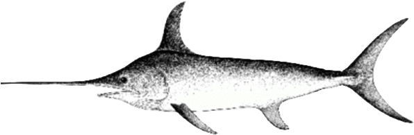 Report - Swordfish Tattoo Simple - Free Transparent PNG Clipart Images Download. - Transparent PNG Free Download | PNGio