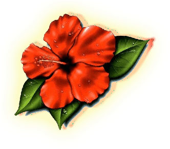 Lovely Plumeria Photos Hawaii State Flower Images Clipart - Hibiscus Flower Tattoo - Free Transparent PNG Clipart Images Download. - Transparent PNG Free Download | PNGio