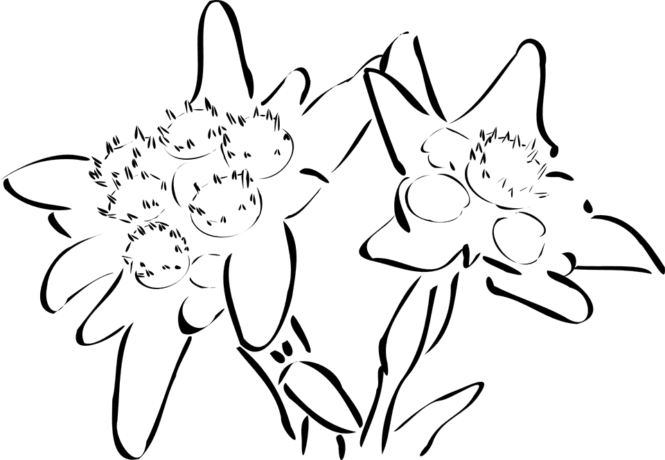 Similar Images For Edelweiss Clipart - Edelweiss Tattoo - Free Transparent PNG Clipart Images Download. - Transparent PNG Free Download | PNGio