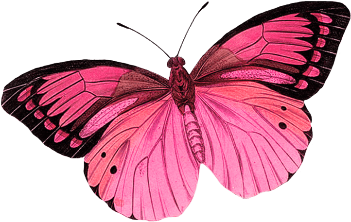 Butterfly Clipart Photo By - Purple Butterfly Tattoo Designs - Free Transparent PNG Clipart Images Download. - Transparent PNG Free Download | PNGio