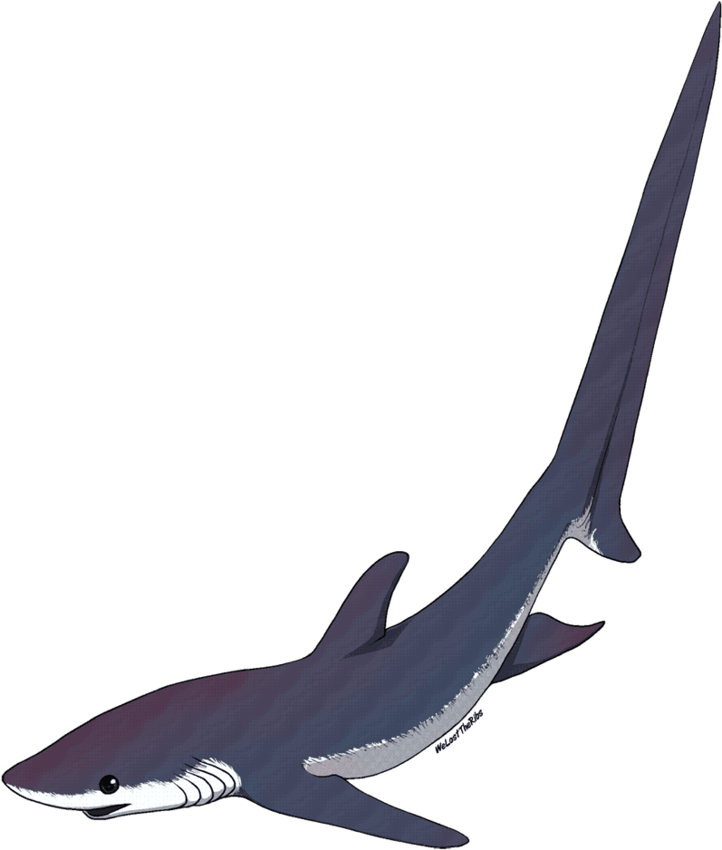 Thresher Shark Tattoo - Thresher Shark Silhouette Png - Free Transparent PNG Clipart Images Download. - Transparent PNG Free Download | PNGio