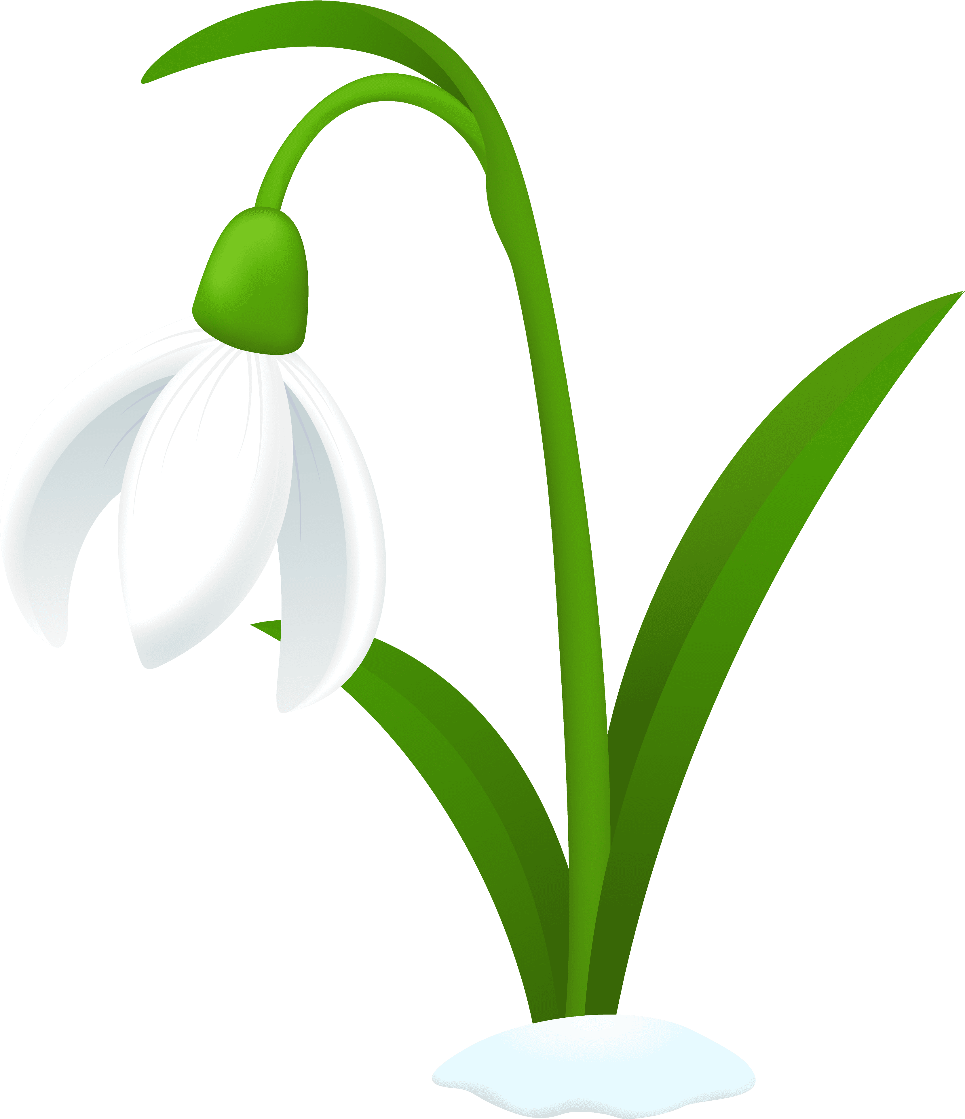 Snowdrop Flower Tattoos - Snowdrop Clipart - Free Transparent PNG Clipart Images Download. - Transparent PNG Free Download | PNGio