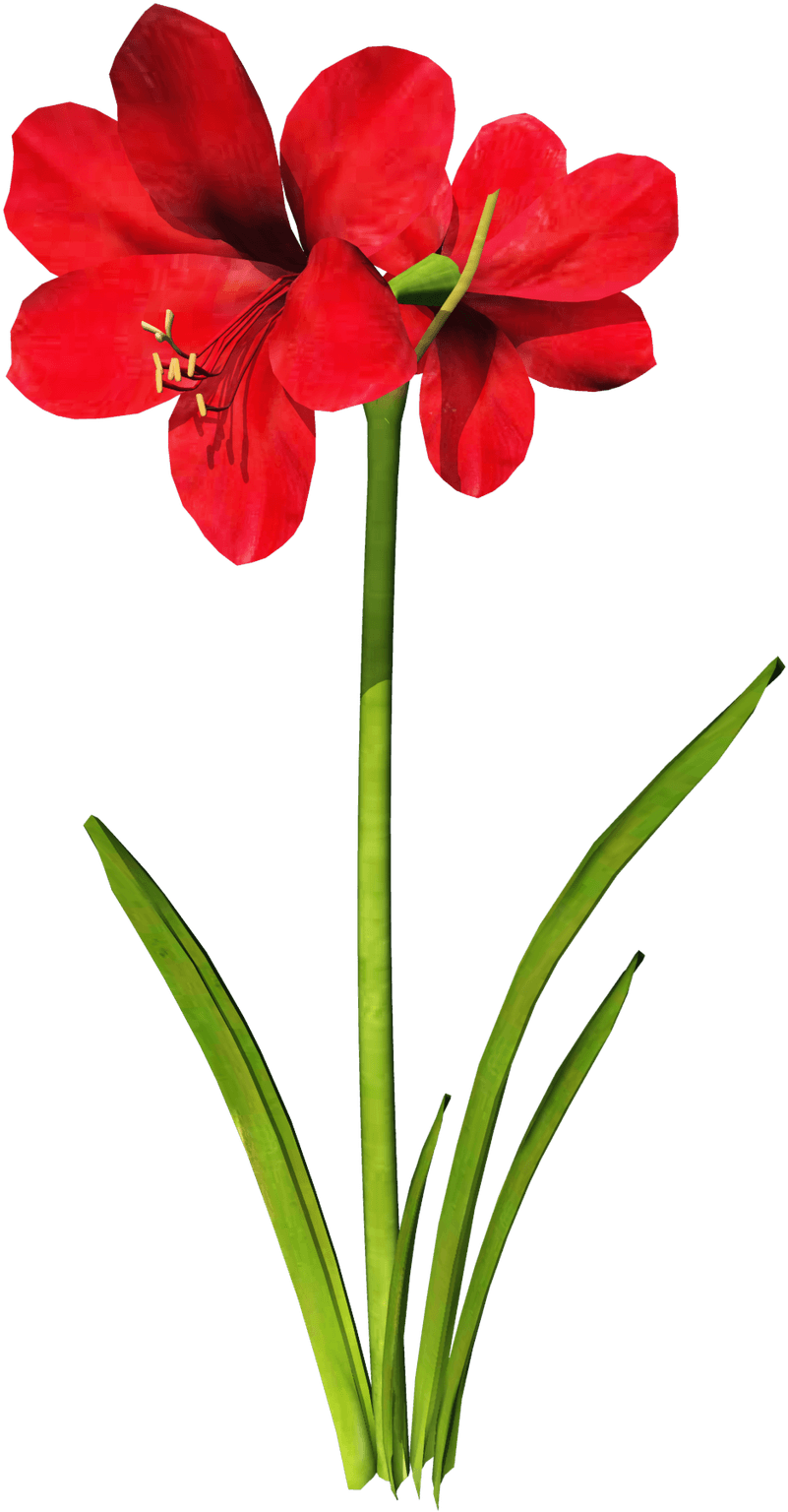 Amaryllis Flower Tattoo - Amaryllis Clipart - Free Transparent PNG Clipart Images Download. - Transparent PNG Free Download | PNGio