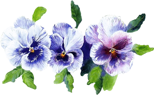 Pansies, Art Flowers, Vintage Cards, Wedding Invitation, - Bon Week End - Free Transparent PNG Clipart Images Download. - Transparent PNG Free Download | PNGio