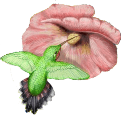 Photo Hummingbird Tattoos Clipart Png Images - Hummingbird - Free Transparent PNG Clipart Images Download. - Transparent PNG Free Download | PNGio