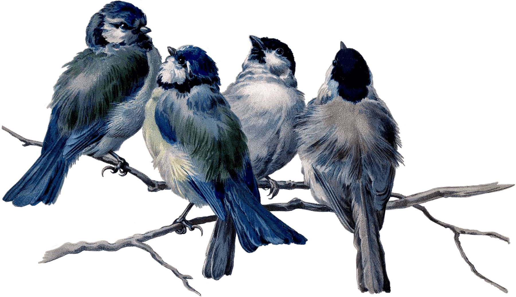 Scrapbooking, Collage, Birds, Graphics, Animals, Searching, - Ralph Waldo Emerson Garden Quotes - Free Transparent PNG Clipart Images Download. - Transparent PNG Free Download | PNGio