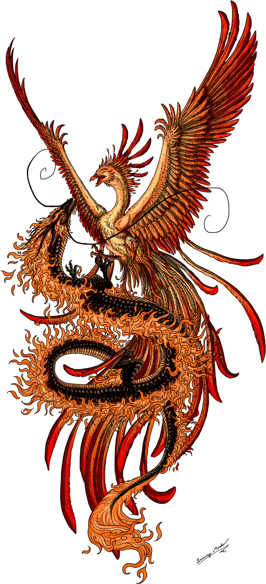 Phoenix Tattoo Design Picture - Phoenix And Dragon - Free Transparent PNG Clipart Images Download. - Transparent PNG Free Download | PNGio
